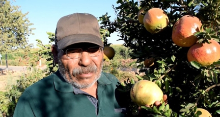 Bu da nar yetiştiren Eko Dede