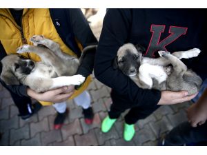 Dünya Hayvanları Koruma Günü