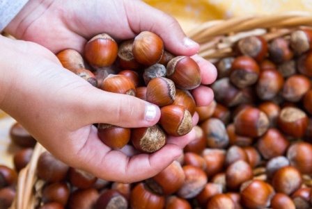 Fındığını TMO'ya verenler uzun kuyruklar oluşturdu
