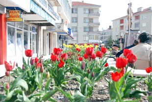 Park ve bahçeleri laleler süslüyor