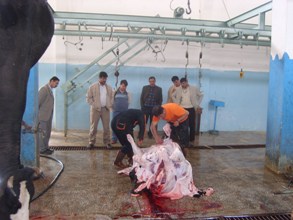 Sarayönü'nde kasaplık kursu