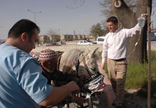 Tramvayın çarptığı ata ilk yardım