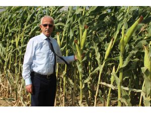 Yozgat'ta yerli hibrit silajik mısır hasadı yapıldı