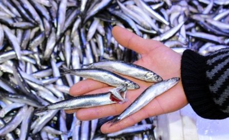 El yakan hamsiye büyük talep