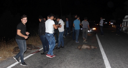 Aydın’da domuz istilası başladı