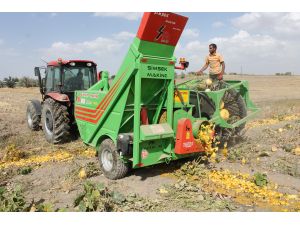 Derinkuyu'da kabak çekirdeği  hasadı