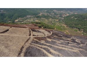 Bayındır'da yanan orman alanı yeşillendirilecek