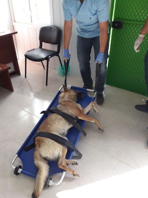 Sokak Hayvanları Kısırlaştırılıyor