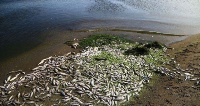 Susurluk Çayına bırakılan madde vatandaşları isyan ettirdi