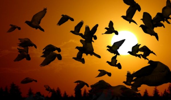 Hasan Arslan şehrin kuşlarını yazdı