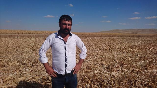 Tarladaki mısırların başkası tarafından hasat edildiği iddiası