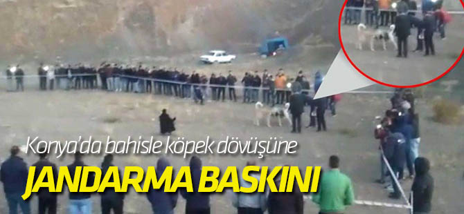 Konya'da bahisle köpek dövüşüne jandarma baskını