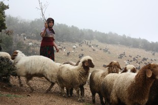 Koyunları jandarma ekipleri buldu