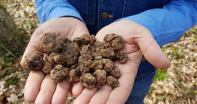Trüf mantarını köpekler buluyor, kilosu 3 bin Euro'dan alıcı buluyor