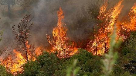 Terör örgütü Ege ormanlarını yakma talimatı vermiş