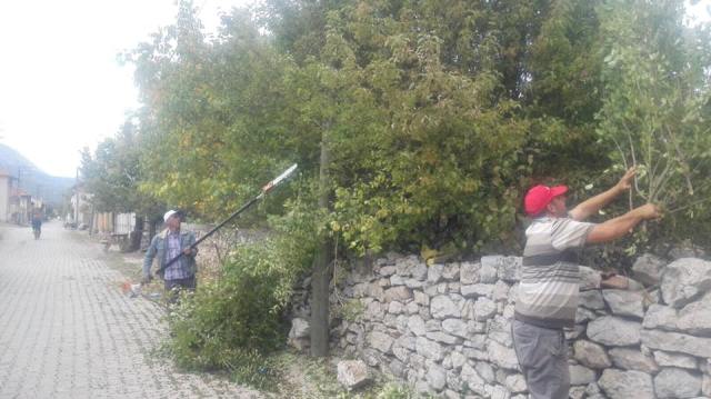 Beyşehir’de ağaç budama çalışmaları