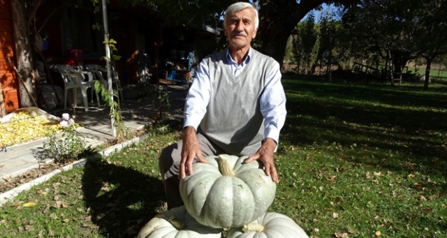 25 ve 30 kiloluk dev bal kabakları