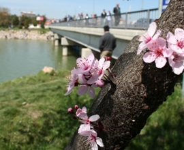 Beyşehir Gölü Milli Parkı çiçek açtı