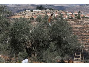 Batı Şeria'da Yahudi yerleşimcilerin baskısı altında zeytin hasadı
