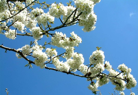 Çiftçi yüksek kazanç bekliyor