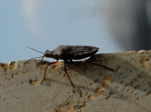 Kulu'da süne ile mücadele