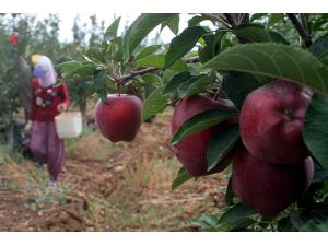 İtalyanların "scarlet" elmasını Elazığ'da üretiyor