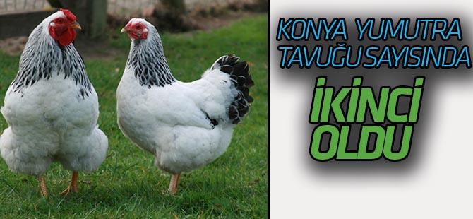 Yumurta tavuğu sayısında Konya 2’nci