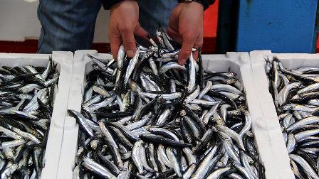 Hamsi avı balıkçının yüzünü güldürdü