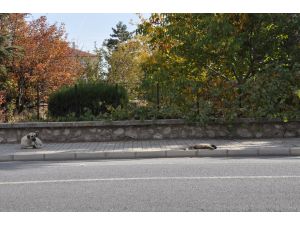 Yavrusunun başında saatlerce bekledi