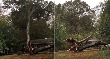 ABD'de dev ağaç evin üzerine devrildi