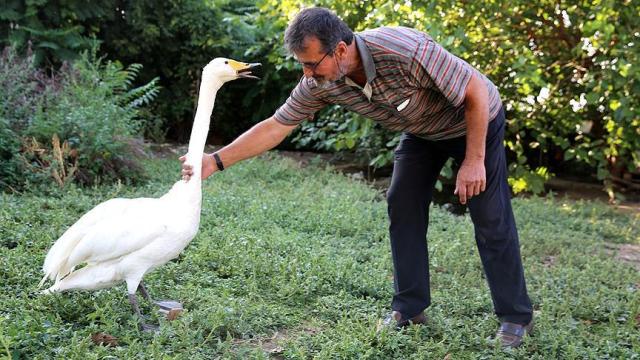 Yaralı bulduğu kuğu 33 yıldır can yoldaşı oldu