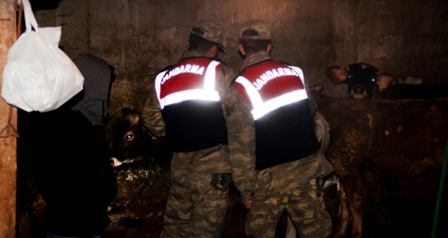 Bomba şüphesiyle kovalanan aracın bagajından buzağı çıktı