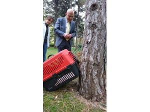 Yaralı sincap tedavi edilerek doğaya salındı