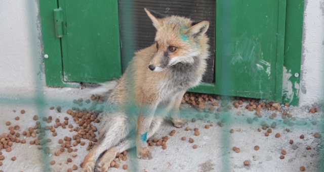 Aç kalıp şehre inen tilkiye araç çarptı