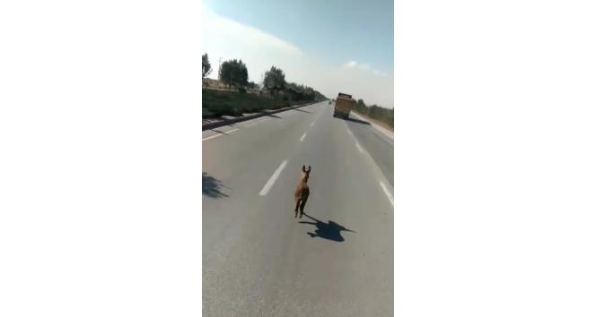 Sıpanın güldüren yolculuğu