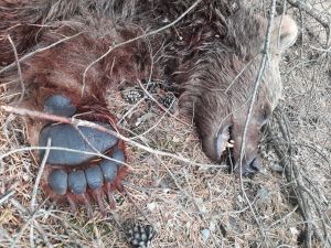 Bozayı avcısına 16 bin 363 lira ceza