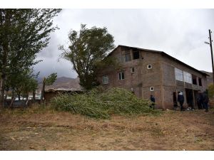 Muş'ta devrilen ağaçların altında kalan kadın öldü