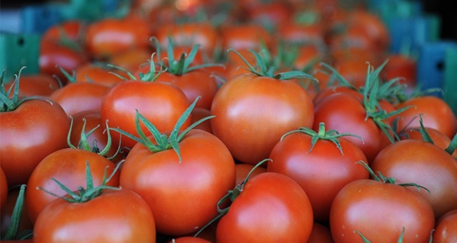 "Rusya'ya domates ihracatında kota kalkmalı"