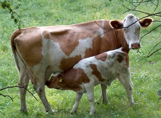 Biyogaz kömürün yerini alıyor!
