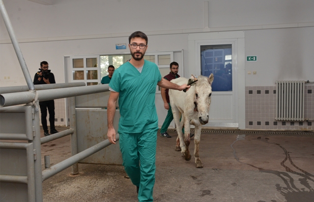 Doğada Yaralı Halde Bulunan At, Selçuk’ta Rehabilite Ediliyor