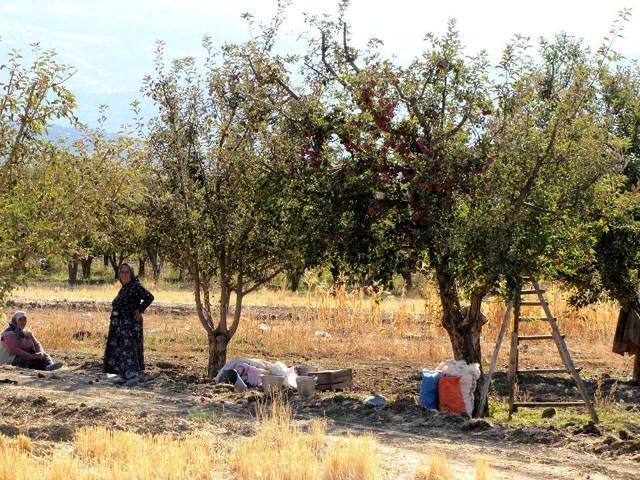 Seydişehir'de 600 Ton Elma Üretildi