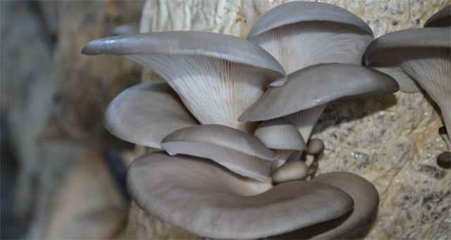 Bu mantar toprakta üretilmiyor