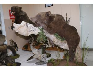 Tahnitle ölümsüzleştirilen yaban hayvanları turizme katkı sağlayacak