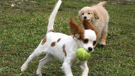 Köpeğe duyulan şefkat, insana duyulandan fazla