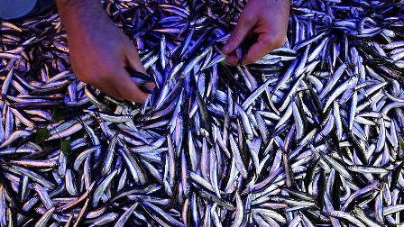 Karadeniz'de hamsi bereketi