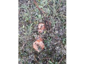 Kızılcahamam'da mantar sezonu