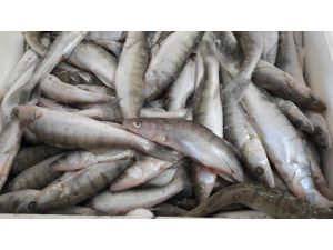 Balık fabrikalarında denetim