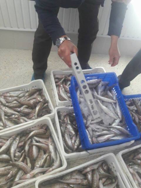 Balık Fabrikalarında Denetim