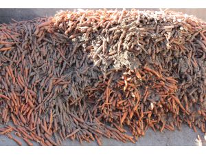 Beypazarı'ndan Katar'a sebze ihracatı