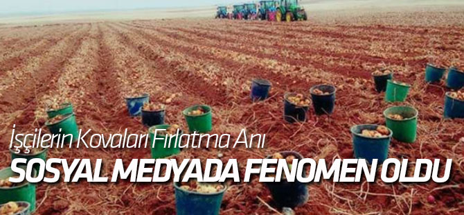 Patates Hasadını Bitiren İşçilerin Kovaları Fırlatma Anını Yansıtan Fotoğraf Fenomen Oldu